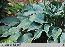 Hosta Canadian Blue