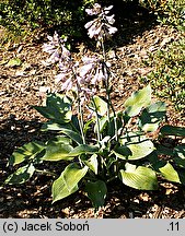 Hosta Canadian Blue