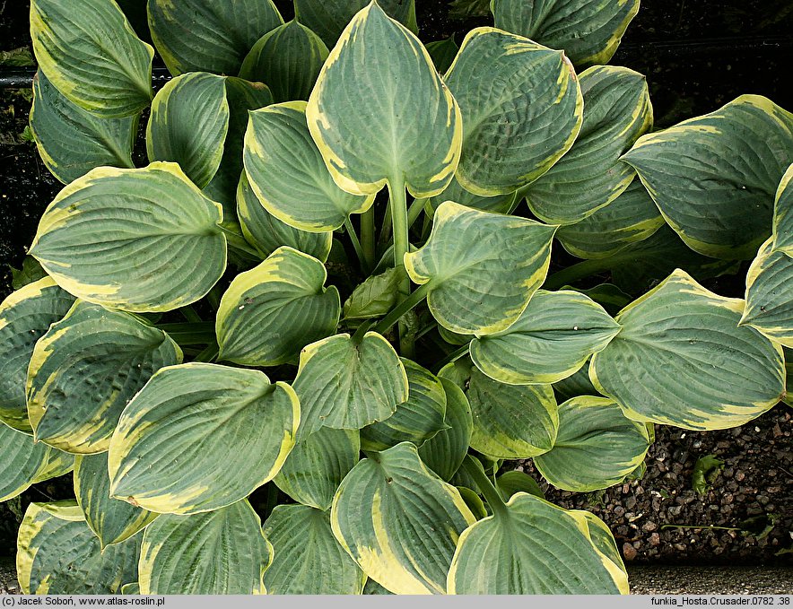 Hosta Crusader