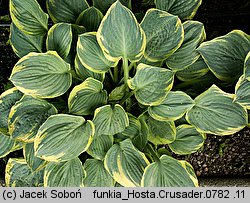 Hosta Crusader