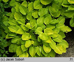 Hosta Golden Scepter