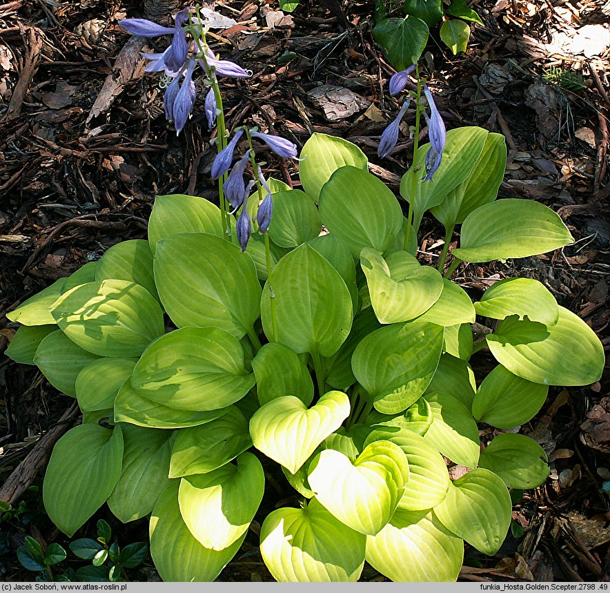 Hosta Golden Scepter