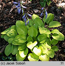 Hosta Golden Scepter