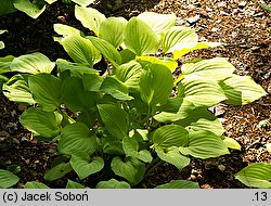 Hosta Golden Scepter