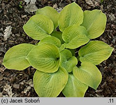 Hosta Golden Waffles