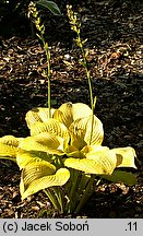 Hosta Golden Waffles