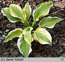 Hosta Ground Master