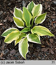 Hosta Ground Master