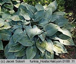 Hosta Halcyon