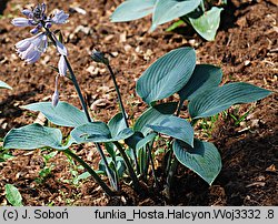 Hosta Halcyon