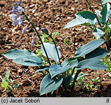 Hosta Halcyon