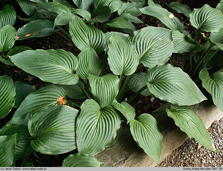 Hosta Hercules