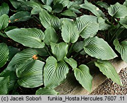 Hosta Hercules