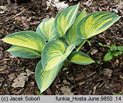 Hosta June