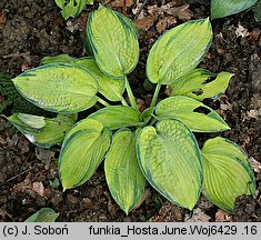 Hosta June