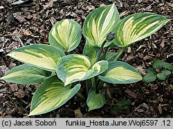 Hosta June