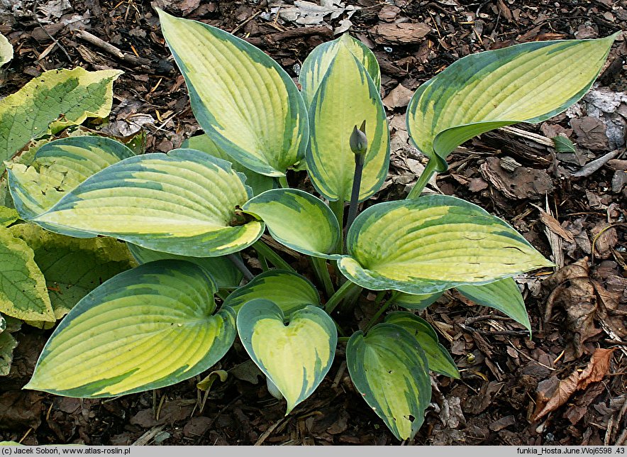 Hosta June