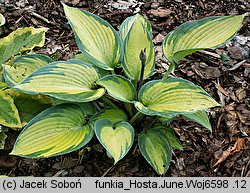 Hosta June