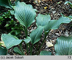 Hosta Krossa Regal