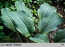 Hosta Krossa Regal