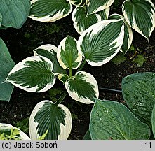 Hosta Minuteman