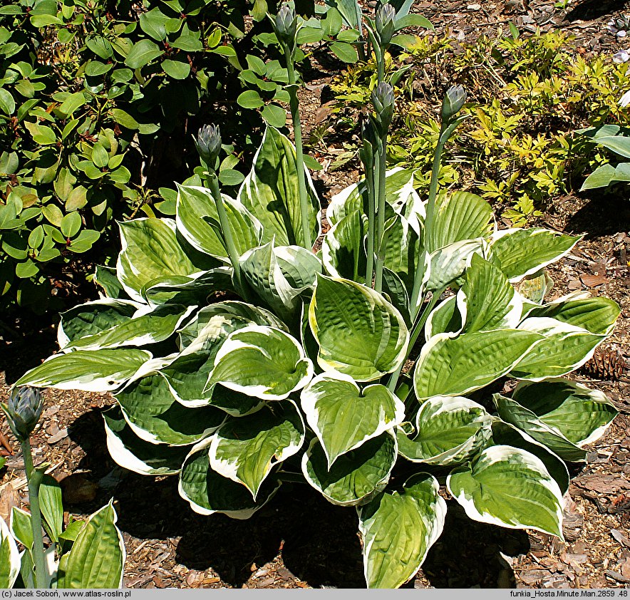 Hosta Minuteman