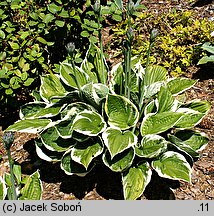 Hosta Minuteman