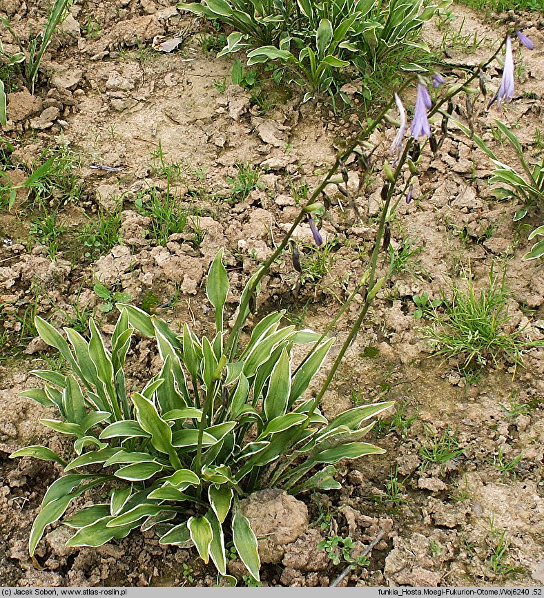 Hosta Moegi Fukurin Otome