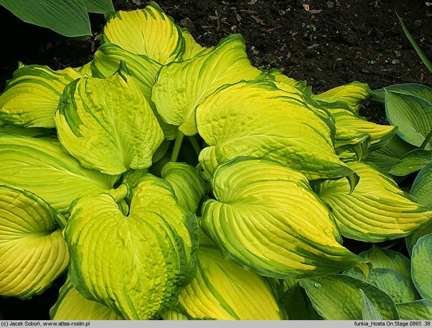 Hosta On Stage