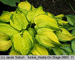 Hosta On Stage