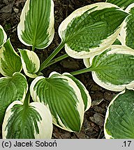 Hosta Patriot