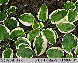 Hosta Patriot