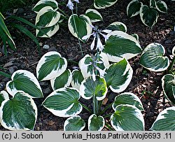 Hosta Patriot