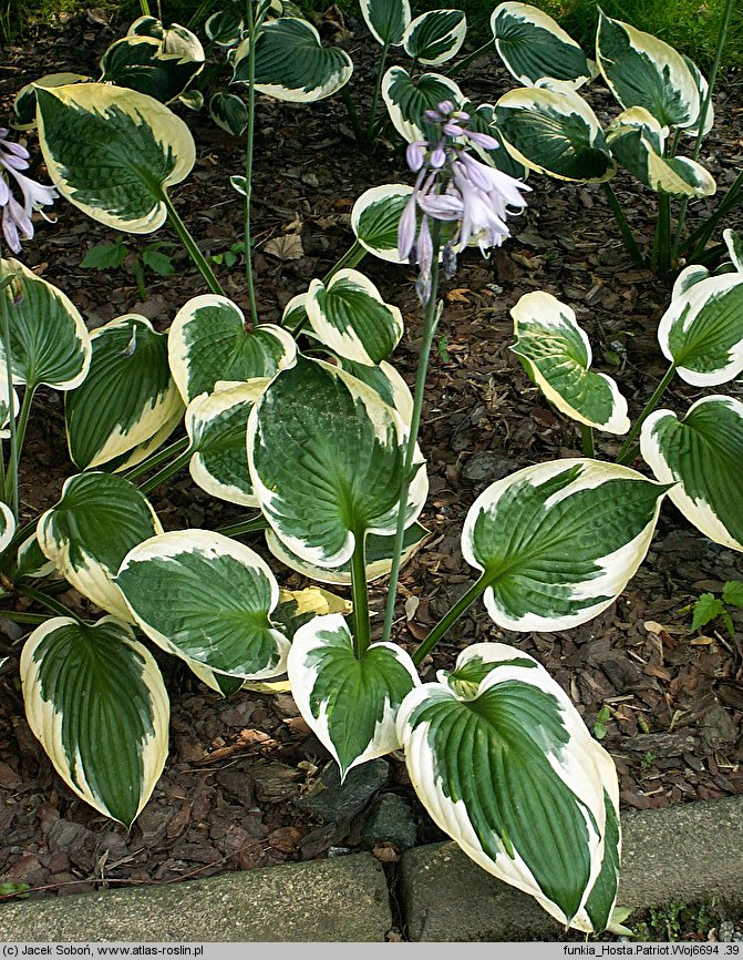 Hosta Patriot