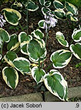 Hosta Patriot