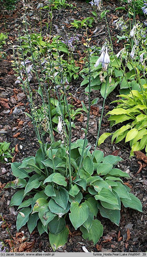 Hosta Pearl Lake