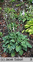 Hosta Pearl Lake