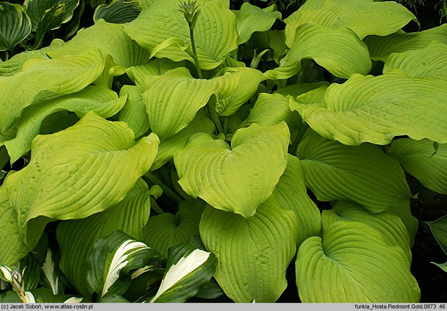 Hosta Piedmont Gold