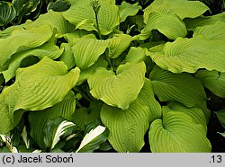 Hosta Piedmont Gold