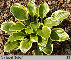 Hosta Queen Josephine