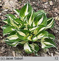 Hosta Reversed