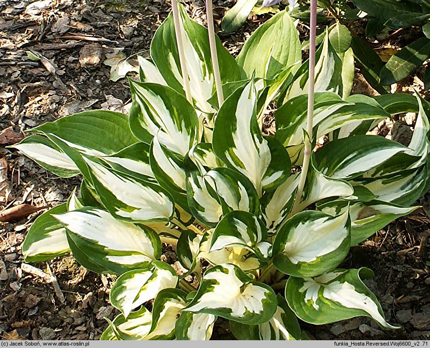 Hosta Reversed