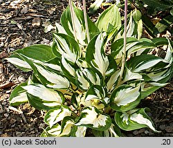 Hosta Reversed