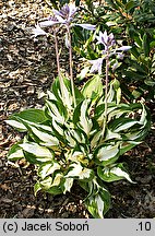 Hosta Reversed