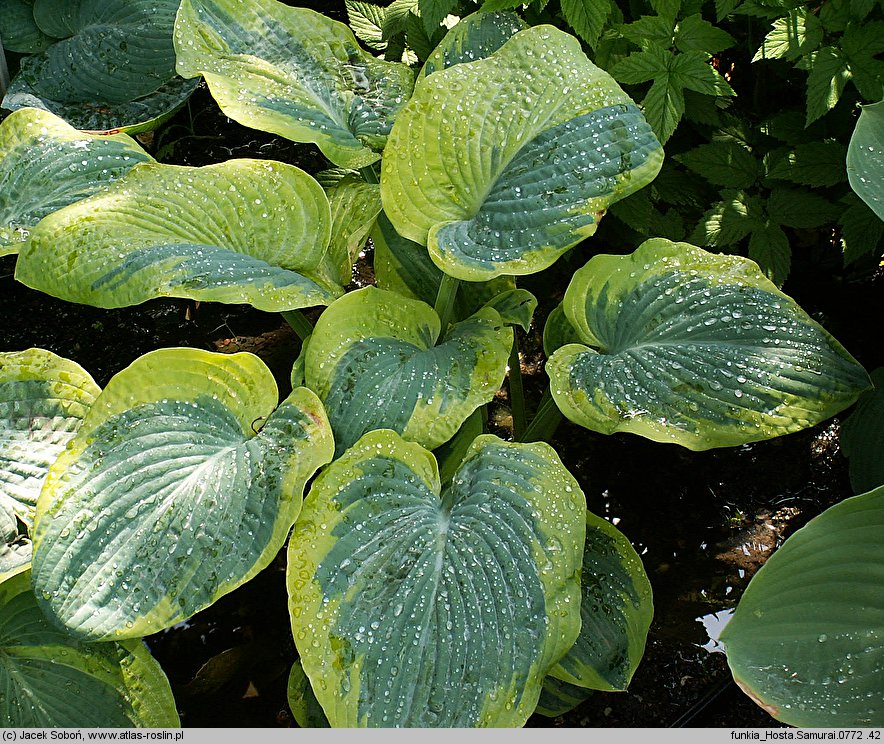 Hosta Samurai