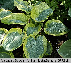 Hosta Samurai