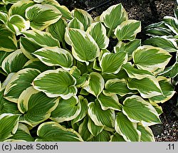 Hosta Shade Fanfare