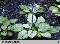 Hosta Sheila West