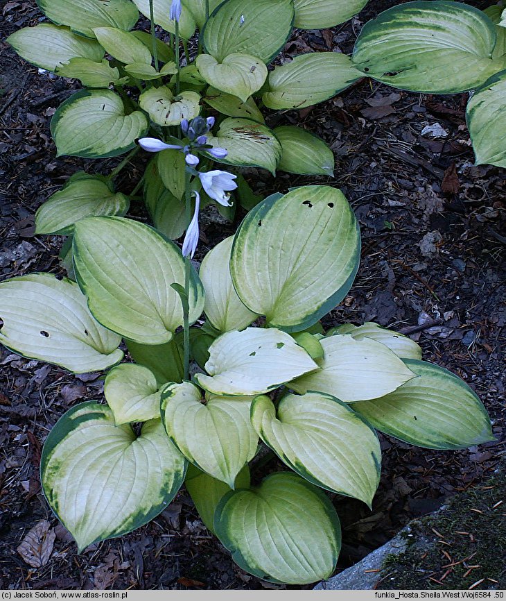 Hosta Sheila West