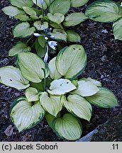 Hosta Sheila West